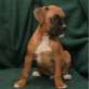 Boxer Welpen - Rüde