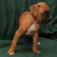 Boxer Welpen - Rüde