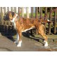 Boxer Welpen - Rüde