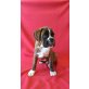Boxer Welpen - Rüde