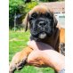 Boxer Welpen - Rüde