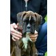 Boxer Welpen - Rüde
