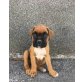 Boxer Welpen - Rüde