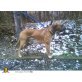 -, Boxer-rhodesian ridgeback - Rüde
