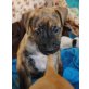 Boxermixe, Boxer - Rüde