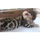 Boy 2, Bengalkatze - Kater