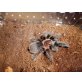 Brachypelma albopilosum
