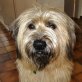 Braco, Gos dAtura Català - Rüde