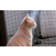 Brad von der Plesse, Britisch Kurzhaarkatze - Kater