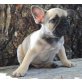 Bradley, Französische Bulldogge - Rüde