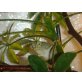 Bradypodion tavetanum - weiblich