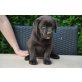 Braga, Labrador Retriever Welpen - Hündin