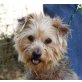 Brais, Yorkshire Terrier Mix - Rüde