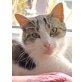 Bran, Pflegestelle in München - Kater