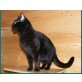 Brandy, Hauskatze - Kater