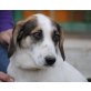 Brano, Beagle-Mischling - Rüde
