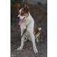 Brasil, Austalian-Sheppard od. Border-Collie-Mix - Rüde