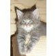 Brasil,BlueSky und Barbarossa, Maine Coon - Kater