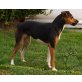 Brasilianischer Terrier - Hündin