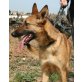 Bratswurt, Schäferhund-Mix - Rüde