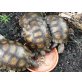 Braune Landschildkröte
