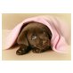 Braune und schwarze Labradorwelpen, Labrador Retriever - Hündin