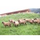 Braunes Bergschaf - weiblich