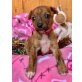 Brava, Podenco Mix Welpen - Hündin