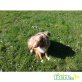 Brave, Australian Shepherd Dog - Rüde