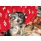 Brave Heart, Yorkshire Terrier Welpen - Rüde