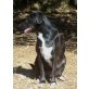 Brave Labrador-Mix-Hündin ANKE wartet! - Hündin