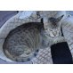 Bravecat, EKH - Katze