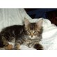 Braveheart, Maine Coon - Kater