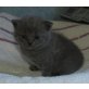 Bravestarr, Britisch Kurzhaarkatze - Kater