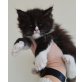 Bree, Maine Coon - Katze