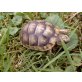 Breitrandschildkröten