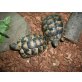 Breitrandschildkröten
