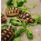 Breitrandschildkröten