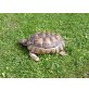 Breitrandschildkröten