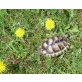 Breitrandschildkröten