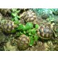 Breitrandschildkröten