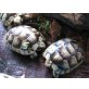 Breitrandschildkröten