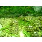 Breitrandschildkröten