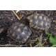 Breitrandschildkröten