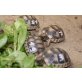 Breitrandschildkröten