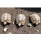 Breitrandschildkröten