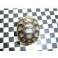 Breitrandschildkröten
