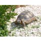 Breitrandschildkröten