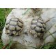 Breitrandschildkröten