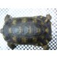 Breitrandschildkröten - männlich
